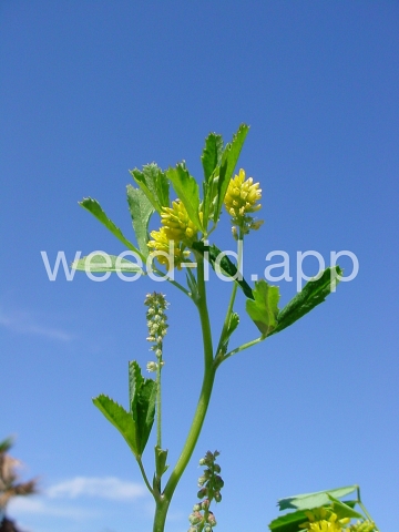 sweetclover, Indian